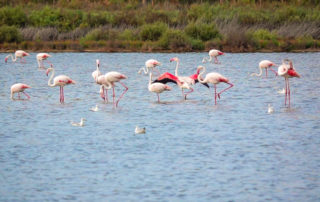 flamencos en las salinas Bras del Port